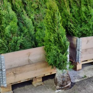 Timanttituija Thuja Smaragd tarjoushintaan Kukkataloista