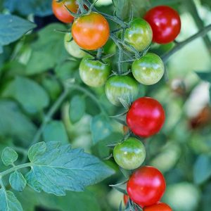 Kotimaiset oman tuotantomme tomaatin taimet nyt myymälöissämme