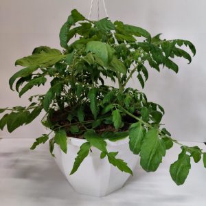 Kotimaiset oman tuotantomme tomaattiamppelit tuottavat runsaan sadon