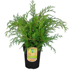 Tuivio on suosittu maanpeittohavu