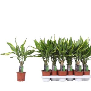 Tuoksutraakki on huoneilmaa puhdistava tasaisessa lämmössä viihtyvä viherkasvi