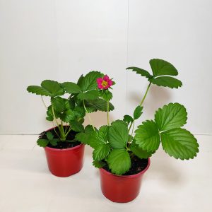 Vaaleanpunakukkainen mansikka Hot Pink Frisan 12 cm punaisessa muoviruukussa on Kukkatalo 30 vuotta juhlatuote