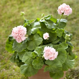 Vanhanajan mårbackatyyppinen pelargoni Drottning Ingrid Dronning