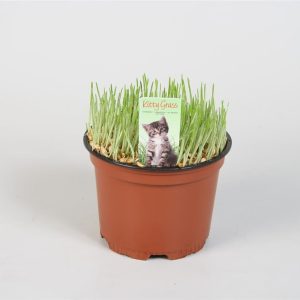 Vehnänoras sopii lemmikeille kuten marsuille ja kissoille sekä pääsiäiskoristeena pääsiäisruohon sijaan