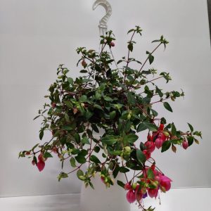 Kotimainen perinteinen oman tuotantomme verenpisara amppelissa