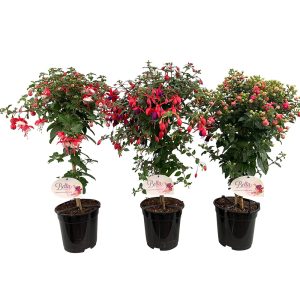 Verenpisara on perinteinen ja suosittu kesäkukka amppeliin tai ruukkuun