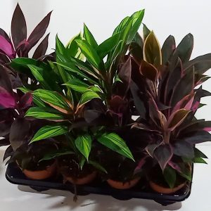 Verililjapuu on värikäs huonekasvi jota voi käyttää myös kesäkukkaistutuksissa