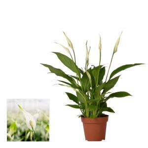 Viirivehka on kaunis ja tyylikäs valoisassa viihtyvä viherkasvi