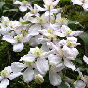 Istuta kärhöt perenna- tai ruusupenkkiin