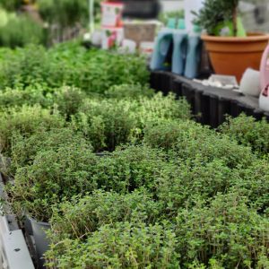 Runsaasti erilaisia isoja italianyrttejä kasvatettavaksi ikkunalaudalla