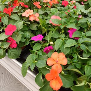 Vaivaton kotimainen ahkeraliisa omasta tuotannostamme aurinkoon tai puolivarjoon