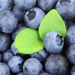 Istuta pensasmustikoita aina useampi lajike