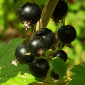 Ktimainen mustaherukka Marski on pystykasvuinen ja satoisa