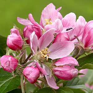 Koristeomenapuut ovat kauneimpia kukkivia koristepuita ja ne ovat näyttäviä myös kukinnan jälkeen