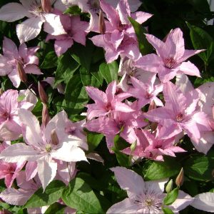 Isokukkaiset kärhöt ovat luonnonlajeista risteytettyjä jalokärhön ja loistokärhön lajikkeita