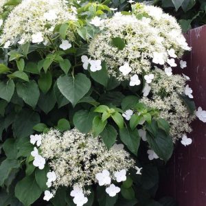 Köynnöshortensia on kolmeasti kesällä kukkiva köynnös