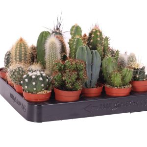 Kaktukset ovat kivoja ja helppohoitoisia huonekasveja