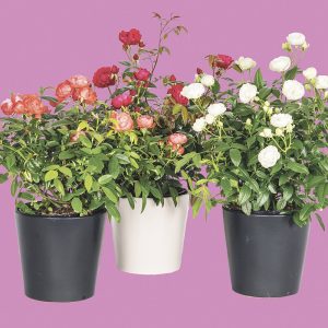 Kotimainen perinteinen iso äitienpäiväruusu omasta tuotannostamme