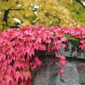 Komea imukärhivilliviini on peittävä köynnös jolla on näyttävä syysväri