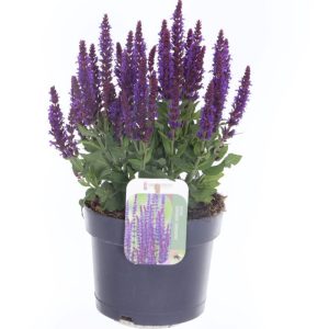 Kesä-heinäkuussa kukkiva lehtosalvia sopii aurinkoisten ja puolivarjoisten paikkojen perennaryhmiin ja tuoksupuutarhaan