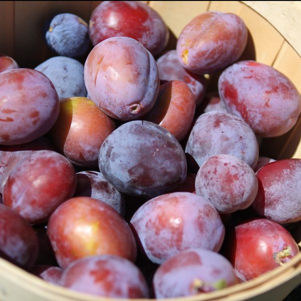 Laadukkaat hedelmäpuumme tulevat kotimaisilta taimistoilta