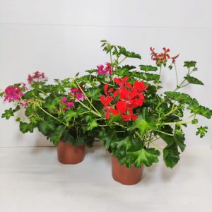 Kotimaiset oman tuotantomme riippapelargonit kestävät hyvin tuulta ja sadetta ja viihtyvät auringossa