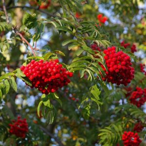 Pihlaja on pihan onnenpuu ja sopii suomalaiseen pihaan avoimelle ja valoisalle paikalle