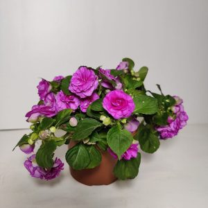 Ruusuliisa eli kerrottu ahkeraliisa viihtyy auringossa ja puolivarjossa