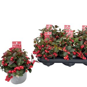 Punamarjainen lamosalali muoviruukussa