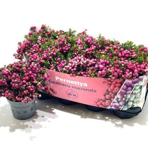 Tuotekuvassa punamarjainen marjakanerva