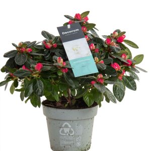 Kuvassa punainen iso ruukkuatsalea ruukkukukka