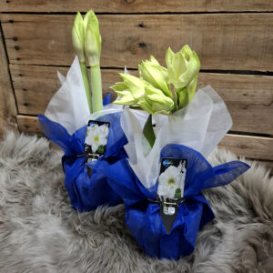 Itsenäisyyspäivän sinivalkoinen kotimainen amaryllis
