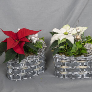 Korissa kotimainen valkoinen tai punainen joulutähti sekäå mähkä ja muratti.