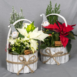 Jouluistutuksessa punainen tai valkoinen kotimainen joulutähti, punainen tai valkoinen tulilatva sekä vihreä tai lumisypressi.