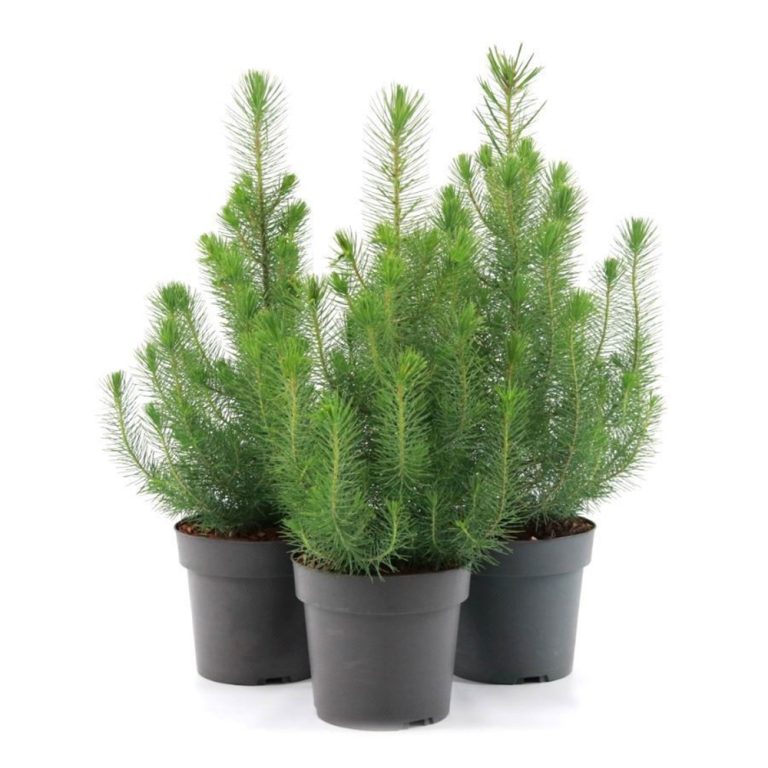 Huonemänty eli hopeapinja Silver Crest