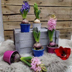 Kotimaiset oman tuotantomme hyasintit ovat osalle se joulun aito tuoksu