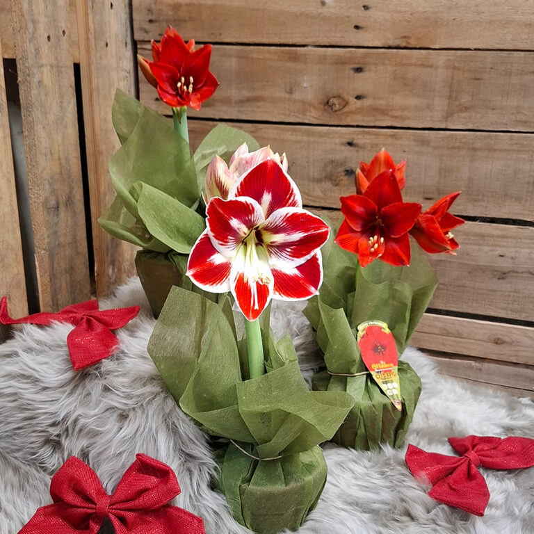 Kotimainen 2-vanainen amaryllis eli ritarinkukka omasta tuotannostamme. Useita eri värejä!