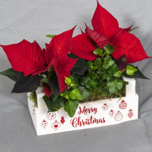 Merry Christmas puulaatikossa kaksi kotimaista joulutähteä sekä kaksi murattia, koristeet, sammalta