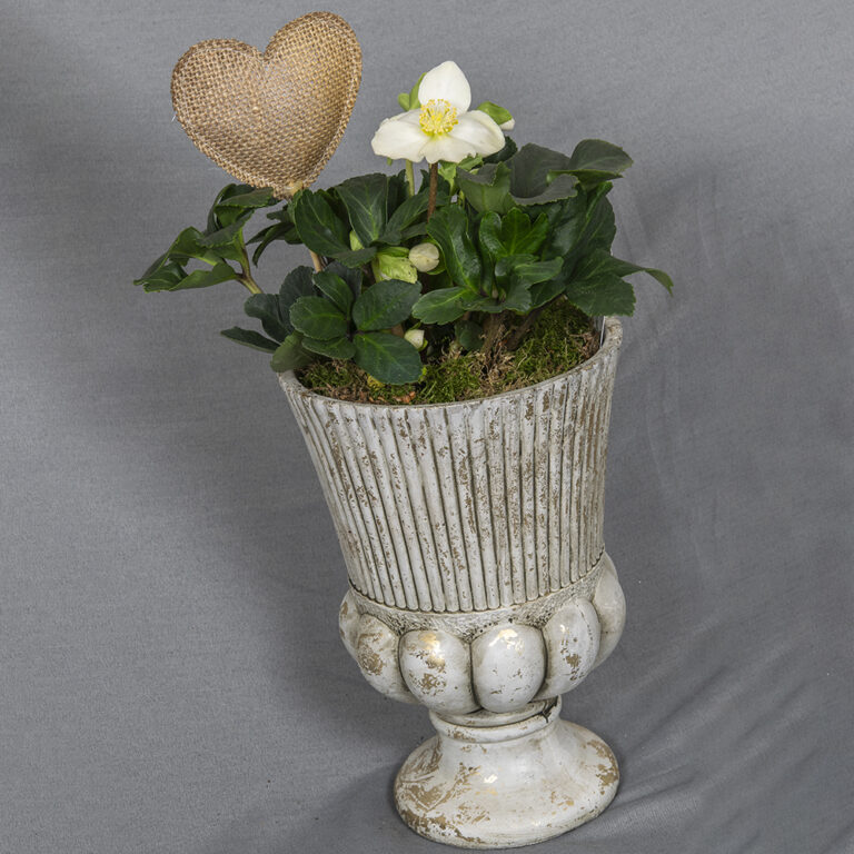 Antiikkiruukussa herkkä valkoinen jouluruusu, koristeena juuttisydän ja sammalta