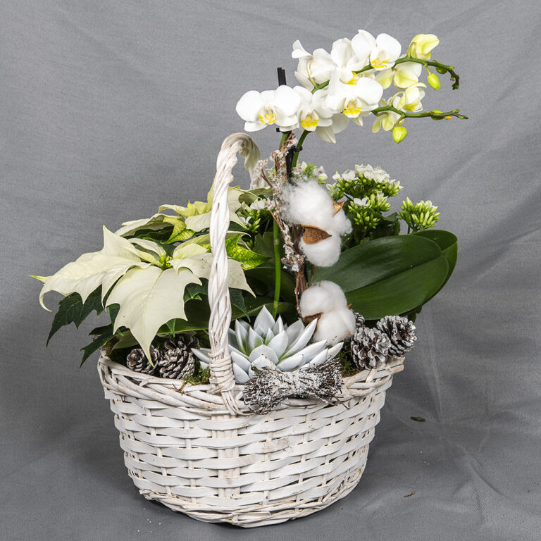 Runsaassa istutuksessa pajukorista löytyy kaksi kotimaista joulutähteä ja tulilatva sekä perhoskämmekkä ja mehiruusuke