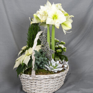 Korissa kotimainen joulutähti, amaryllis ja tulilatva sekä sypressi, mehiruusuke, muratti ja hernesypressi, koristeet ja sammalta