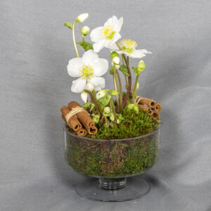 Jalallisessa lasimaljassa valkoinen jouluruusu, kaksi kanelinippua ja sammalta