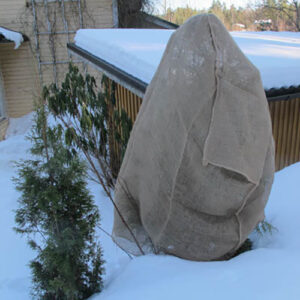 Juuttihuppu monivuotisten arkojen kasvien kuten alppiruusujen ja havujen kevätsuojaukseen