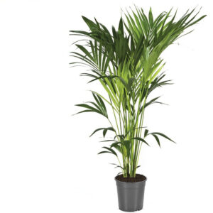 Kentiapalmu on pitkäikäinen, suosittu viherkasvi, joka tulee ruukussa alle kolmemetriseksi