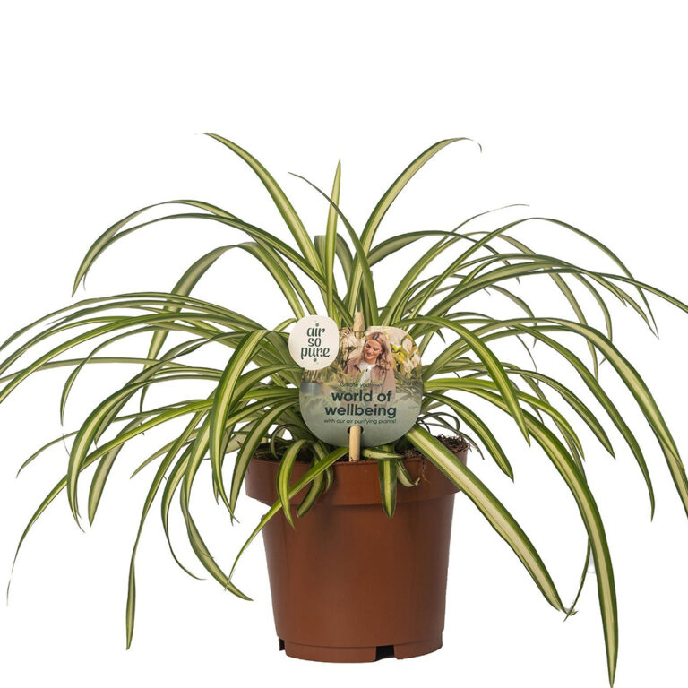 Rönsylilja puhdistaa huoneilmaa ja voidaan kasvattaa joku ruukussa tai amppelissa