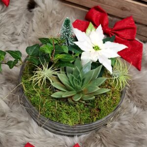 Mehiruusuke ja joulutähti lasiastiassa