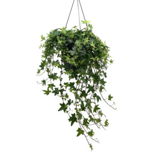 Muratti sopii erinomaisesti amppeliin, kesäksi sen voi viedä terassille tai parvekkeelle