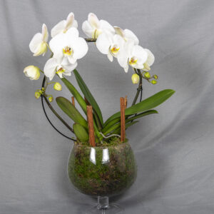 Tyylikäs valkoinen perhoskämmekkä kaarella lasimaljassa, helmikoriste ja sammalta