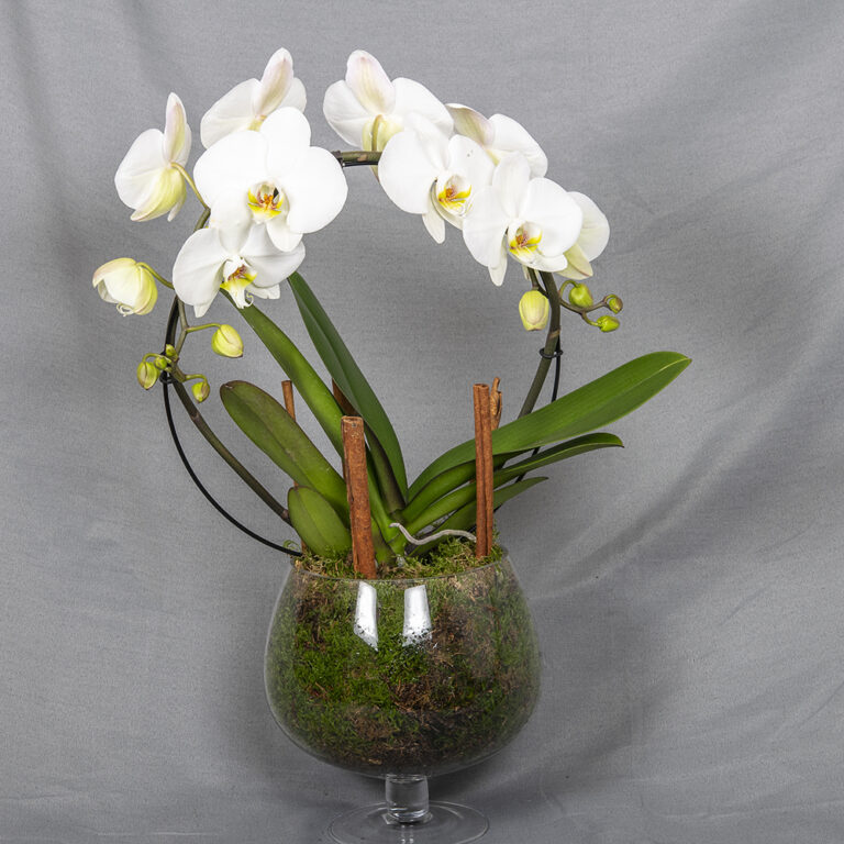 Tyylikäs valkoinen perhoskämmekkä kaarella lasimaljassa, helmikoriste ja sammalta