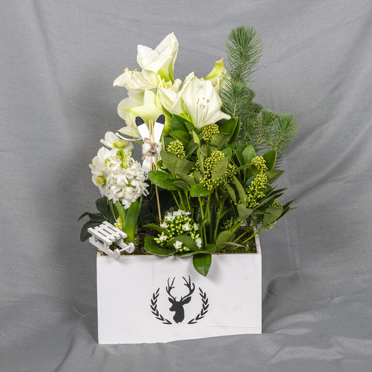 Laatikollinen joulua! Istutuksessa kotimainen amaryllis ja hyasintti sekä jouluruusu, mänty, minitulilatva ja skimmia, koristeet